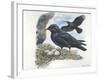 Red-Billed Chough Pyrrhocorax Pyrrhocorax in Nest with Eggs-null-Framed Giclee Print