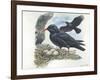 Red-Billed Chough Pyrrhocorax Pyrrhocorax in Nest with Eggs-null-Framed Giclee Print