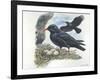 Red-Billed Chough Pyrrhocorax Pyrrhocorax in Nest with Eggs-null-Framed Giclee Print