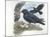 Red-Billed Chough Pyrrhocorax Pyrrhocorax in Nest with Eggs-null-Mounted Giclee Print