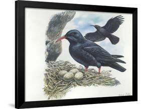 Red-Billed Chough Pyrrhocorax Pyrrhocorax in Nest with Eggs-null-Framed Giclee Print