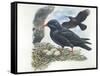 Red-Billed Chough Pyrrhocorax Pyrrhocorax in Nest with Eggs-null-Framed Stretched Canvas