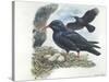 Red-Billed Chough Pyrrhocorax Pyrrhocorax in Nest with Eggs-null-Stretched Canvas