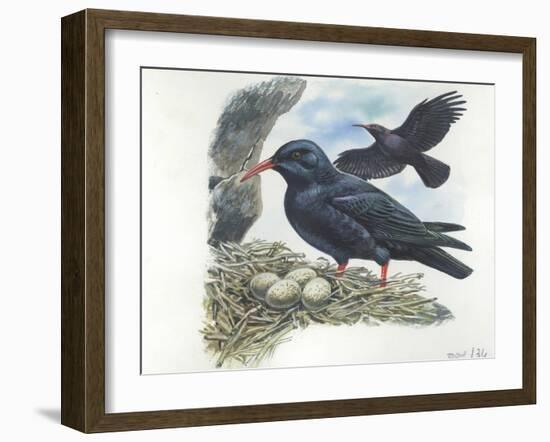 Red-Billed Chough Pyrrhocorax Pyrrhocorax in Nest with Eggs-null-Framed Giclee Print