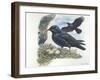 Red-Billed Chough Pyrrhocorax Pyrrhocorax in Nest with Eggs-null-Framed Giclee Print