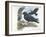 Red-Billed Chough Pyrrhocorax Pyrrhocorax in Nest with Eggs-null-Framed Giclee Print