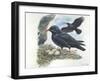 Red-Billed Chough Pyrrhocorax Pyrrhocorax in Nest with Eggs-null-Framed Giclee Print