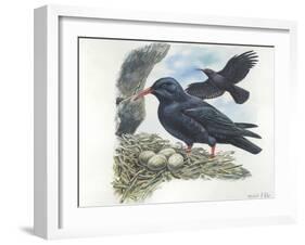 Red-Billed Chough Pyrrhocorax Pyrrhocorax in Nest with Eggs-null-Framed Giclee Print