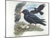 Red-Billed Chough Pyrrhocorax Pyrrhocorax in Nest with Eggs-null-Mounted Giclee Print