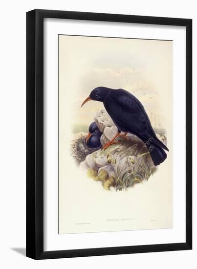 Red-Billed Chough (Pyrrhocorax Pyrrhocorax)-John Gould-Framed Giclee Print