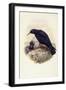 Red-Billed Chough (Pyrrhocorax Pyrrhocorax)-John Gould-Framed Giclee Print