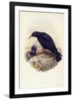 Red-Billed Chough (Pyrrhocorax Pyrrhocorax)-John Gould-Framed Giclee Print