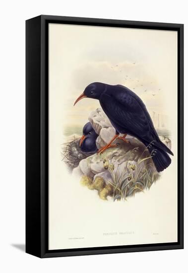 Red-Billed Chough (Pyrrhocorax Pyrrhocorax)-John Gould-Framed Stretched Canvas