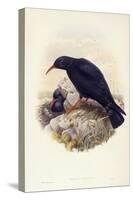 Red-Billed Chough (Pyrrhocorax Pyrrhocorax)-John Gould-Stretched Canvas