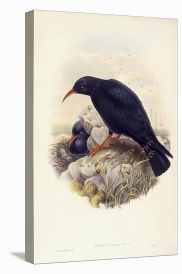 Red-Billed Chough (Pyrrhocorax Pyrrhocorax)-John Gould-Stretched Canvas