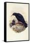 Red-Billed Chough (Pyrrhocorax Pyrrhocorax)-John Gould-Framed Stretched Canvas