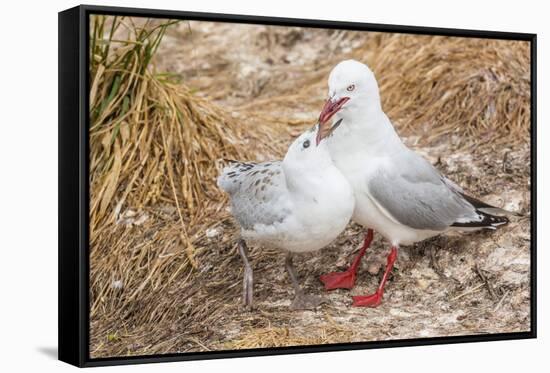 Red-Billed Gull (Chroicocephalus Scopulinus) Feeding Chick Near Dunedin-Michael Nolan-Framed Stretched Canvas