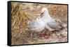 Red-Billed Gull (Chroicocephalus Scopulinus) Feeding Chick Near Dunedin-Michael Nolan-Framed Stretched Canvas