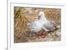 Red-Billed Gull (Chroicocephalus Scopulinus) Feeding Chick Near Dunedin-Michael Nolan-Framed Photographic Print