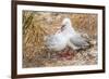 Red-Billed Gull (Chroicocephalus Scopulinus) Feeding Chick Near Dunedin-Michael Nolan-Framed Photographic Print