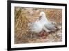 Red-Billed Gull (Chroicocephalus Scopulinus) Feeding Chick Near Dunedin-Michael Nolan-Framed Photographic Print