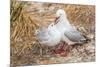 Red-Billed Gull (Chroicocephalus Scopulinus) Feeding Chick Near Dunedin-Michael Nolan-Mounted Photographic Print