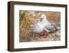 Red-Billed Gull (Chroicocephalus Scopulinus) Feeding Chick Near Dunedin-Michael Nolan-Framed Photographic Print