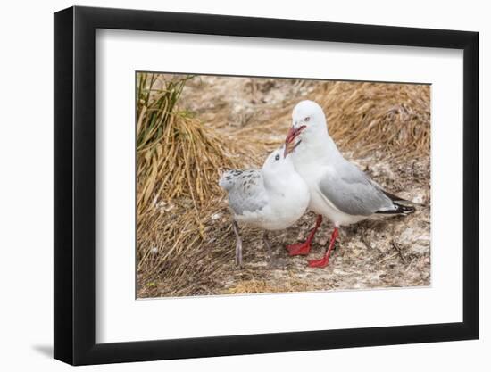 Red-Billed Gull (Chroicocephalus Scopulinus) Feeding Chick Near Dunedin-Michael Nolan-Framed Photographic Print