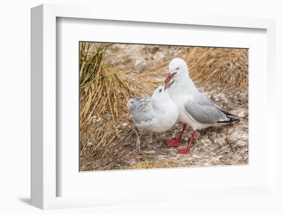 Red-Billed Gull (Chroicocephalus Scopulinus) Feeding Chick Near Dunedin-Michael Nolan-Framed Photographic Print
