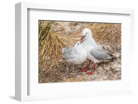 Red-Billed Gull (Chroicocephalus Scopulinus) Feeding Chick Near Dunedin-Michael Nolan-Framed Photographic Print