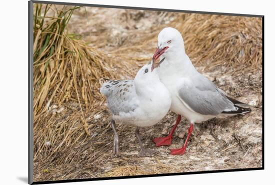 Red-Billed Gull (Chroicocephalus Scopulinus) Feeding Chick Near Dunedin-Michael Nolan-Mounted Photographic Print