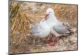 Red-Billed Gull (Chroicocephalus Scopulinus) Feeding Chick Near Dunedin-Michael Nolan-Mounted Photographic Print