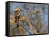 Red Billed Hornbill, Tockus Leucomelas, Bushveld, Namibia-Maresa Pryor-Framed Stretched Canvas