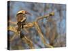 Red Billed Hornbill, Tockus Leucomelas, Bushveld, Namibia-Maresa Pryor-Stretched Canvas