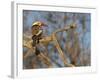 Red Billed Hornbill, Tockus Leucomelas, Bushveld, Namibia-Maresa Pryor-Framed Photographic Print