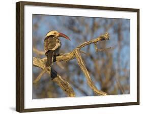 Red Billed Hornbill, Tockus Leucomelas, Bushveld, Namibia-Maresa Pryor-Framed Photographic Print