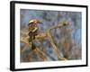 Red Billed Hornbill, Tockus Leucomelas, Bushveld, Namibia-Maresa Pryor-Framed Photographic Print