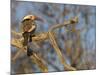 Red Billed Hornbill, Tockus Leucomelas, Bushveld, Namibia-Maresa Pryor-Mounted Photographic Print