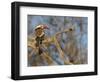 Red Billed Hornbill, Tockus Leucomelas, Bushveld, Namibia-Maresa Pryor-Framed Photographic Print