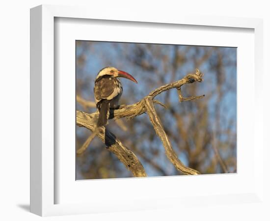 Red Billed Hornbill, Tockus Leucomelas, Bushveld, Namibia-Maresa Pryor-Framed Photographic Print