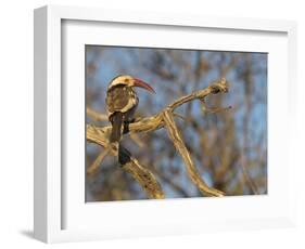 Red Billed Hornbill, Tockus Leucomelas, Bushveld, Namibia-Maresa Pryor-Framed Photographic Print