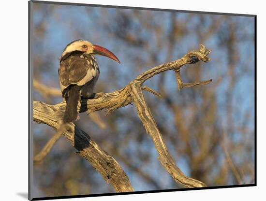 Red Billed Hornbill, Tockus Leucomelas, Bushveld, Namibia-Maresa Pryor-Mounted Photographic Print