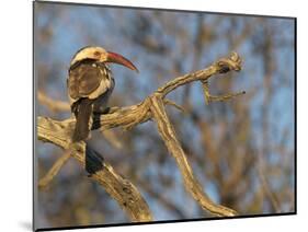 Red Billed Hornbill, Tockus Leucomelas, Bushveld, Namibia-Maresa Pryor-Mounted Photographic Print