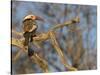 Red Billed Hornbill, Tockus Leucomelas, Bushveld, Namibia-Maresa Pryor-Stretched Canvas