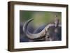 Red-billed Oxpecker (Buphagus erythrorhynchus) adult, Kenya-Shem Compion-Framed Photographic Print