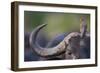 Red-billed Oxpecker (Buphagus erythrorhynchus) adult, Kenya-Shem Compion-Framed Photographic Print