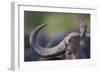 Red-billed Oxpecker (Buphagus erythrorhynchus) adult, Kenya-Shem Compion-Framed Photographic Print