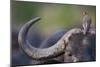 Red-billed Oxpecker (Buphagus erythrorhynchus) adult, Kenya-Shem Compion-Mounted Photographic Print