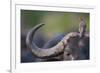 Red-billed Oxpecker (Buphagus erythrorhynchus) adult, Kenya-Shem Compion-Framed Photographic Print