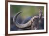 Red-billed Oxpecker (Buphagus erythrorhynchus) adult, Kenya-Shem Compion-Framed Photographic Print